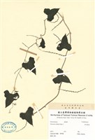 藏品(華南薯蕷)的圖片